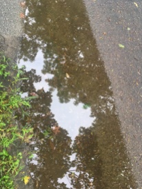 curbside puddle