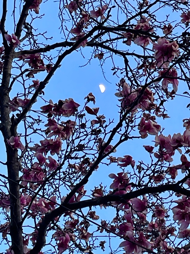 Half moon framed by magnolia flowers