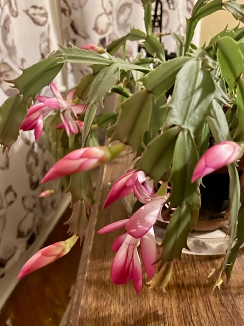 Christmas cactus with many pink flowers starting to open