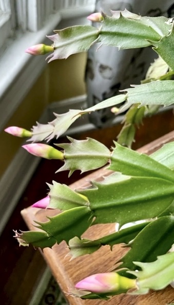 Part of a Christmas cactus, with several pink blower buds.